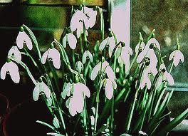 snowdrops courtesy msn